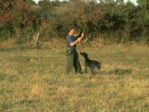 Dressage Chasse du Chien d'arrêt : Braque allemand au rapport