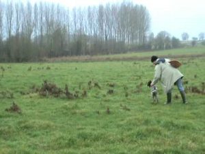 Dressage Chasse du Chien d'arrêt : Setter anglais à l'arrêt