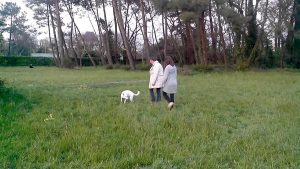 Dressage chien : Berger blanc suisse