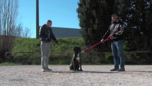 Dressage Chien : CANE CORSO AGRESSIF