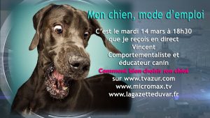 Dressage Chien : Comment choisir