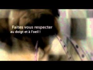 Dressage chien : Comment se faire obéir par votre chien ?