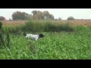 Dressage chien de chasse : Chien d'arrêt au dressage