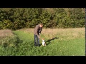 Dressage chien de garde : dresser son chien à ne pas bouger
