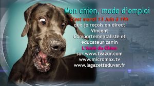 Dressage chien : L'école du Chien