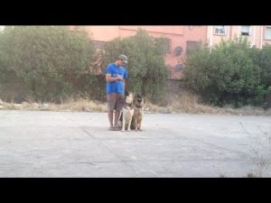 Dressage chien : Obéissance avec deux Chiens