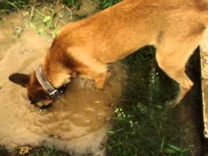 Dressage chien Tunisie : MALINOIS cherche l'objet dans l'eau
