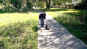 Dressage chien : Yorkshire Terrier