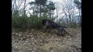 Dressage chiens d'arrêt