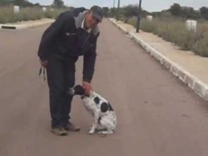 Dressage chiot pointer anglais