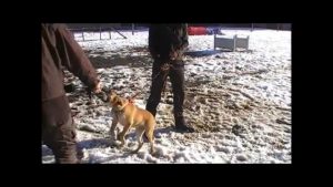 Dressage chiots de 2 mois