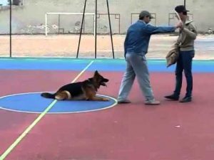 Dressage de chien berger allemand attaque