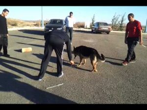 Dressage de chien garde