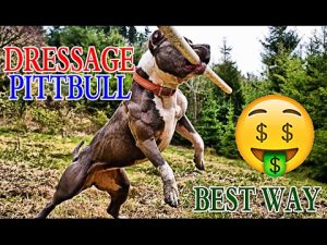 Dressage de chien pittbull tanger