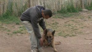 Dressage de Chiens