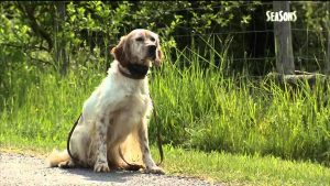 DRESSAGE DES CHIENS D'ARRET UNE HISTOIRE FAMILIALE