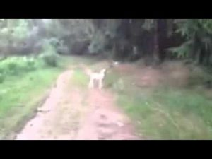 Dressage du chien de pied