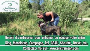 DRESSAGE DUCHIEN AU RAPPEL EN LAISSE DEVANT LES CHIENS