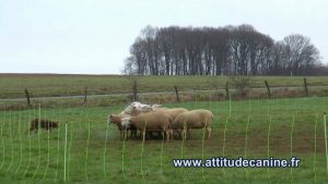 Dressage d'un chien de troupeau