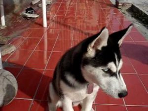 Dressage d'un Husky de 3 mois