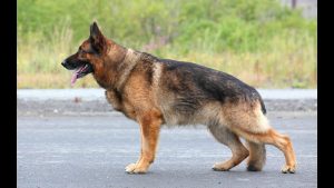 Dressage et Discipline Du Chien Berger Allemand