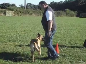 Dressage malinois défense du maître