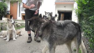 Dressage petits chiots