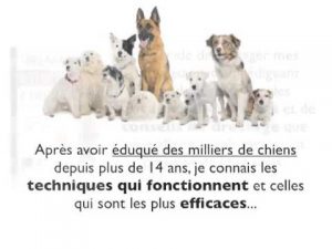 Dressage Pour chien : éducation canine