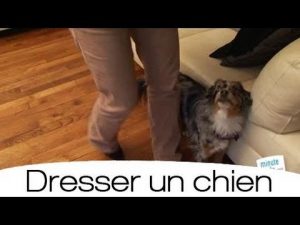 Dressage:apprendre à son chien à marcher au pied