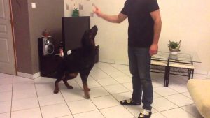 Dresser son chien : Apprendre des ordres de base