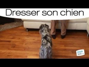 Dresser votre chien pour qu'il s'assoit