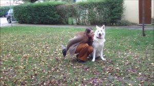 Education canine berger blanc suisse