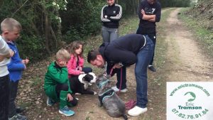 EDUCATION CANINE CHIEN BOULEDOGUE FRANCAIS