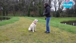 Education canine : Comment apprendre à votre chien à s'asseoir