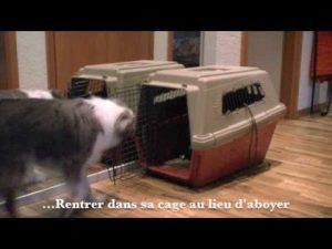 Education canine : Contre-conditionnement & aboiements