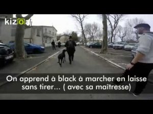 Education canine de Black par le flair canin