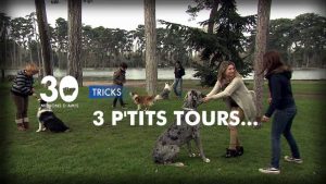 Education canine : Des petits tours avec son animal