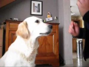 Education canine : Exercices recherches de friandises
