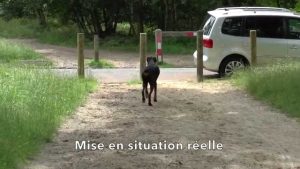 Education canine : Initiation au blocage à distance
