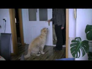 Education Canine: Introduction à la méthode Clicker
