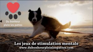 Éducation canine: Jeux de stimulation mentale