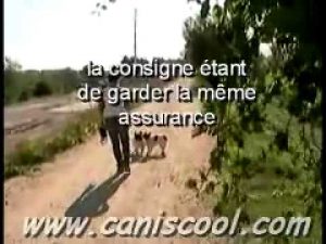 Education Canine la marche au pied sans laisse