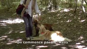 Education canine : La promenade éducative avec des chiens régulateurs