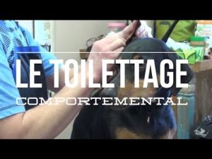 Éducation canine : le toilettage comportemental du chien