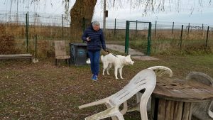 Éducation canine marche au pied