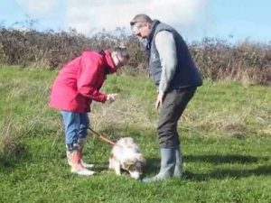 Education canine : ne pas sauter