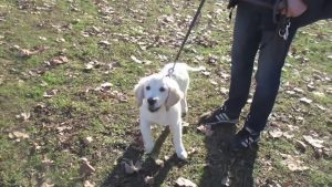 EDUCATION CANINE PRO : Cours collectif chiot (marche en laisse, obéissance)