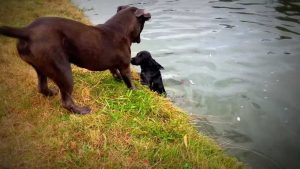 Education Canine Professionnelle : Chiens qui nagent