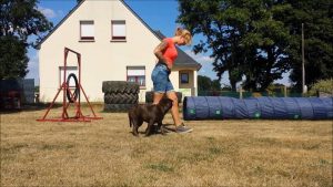 Education canine : tours et exercices de complicité
