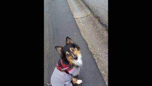Education canine : travail de rue
